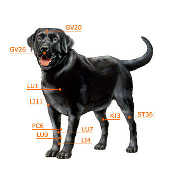 Dog Acupressure Chart Front