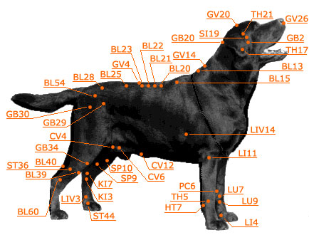 Dog Acurpessure Chart Side